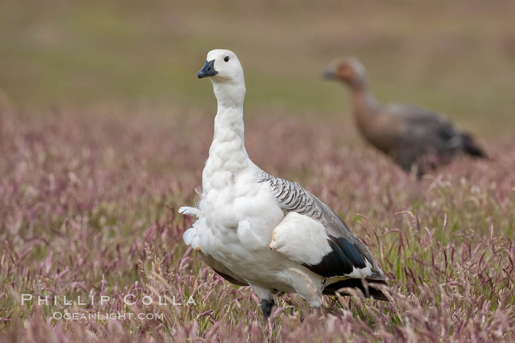 Upland goose, male, walking across grasslands. Males have a white head and breast, females are brown with black-striped wings and yellow feet. Upland geese are 24-29"  long and weigh about 7 lbs. New Island, Falkland Islands, United Kingdom, Chloephaga picta, natural history stock photograph, photo id 23773