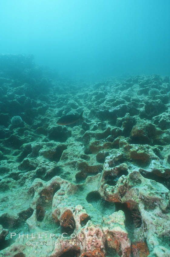 Urchin holes on rocky reef, Albany. James Island, Galapagos Islands, Ecuador, natural history stock photograph, photo id 01885