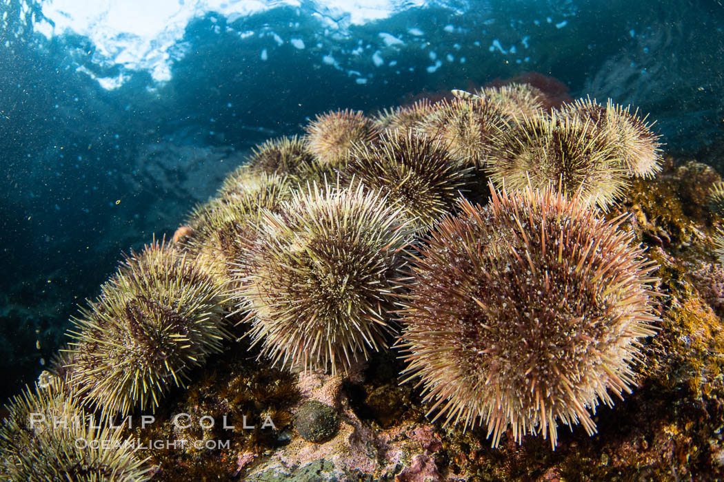 Sea urchins cling to a shallow reef in Browning Pass, Vancouver Island. British Columbia, Canada, natural history stock photograph, photo id 35323