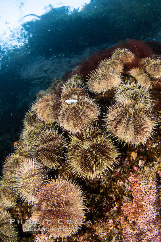 Sea urchins cling to a shallow reef in Browning Pass, Vancouver Island. British Columbia, Canada, natural history stock photograph, photo id 35457