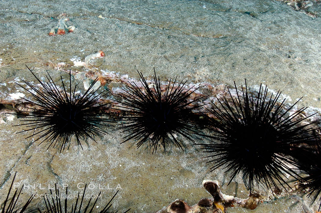 Unidentified marine urchins in a rock crevice. Guadalupe Island (Isla Guadalupe), Baja California, Mexico, natural history stock photograph, photo id 09577