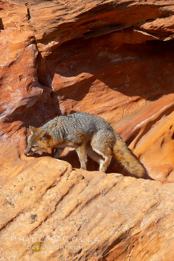 Gray fox.  Gray foxes are found in deciduous woodlands, but are occasionally seen in old fields foraging for fruits and insects. Gray foxes resemble small, gracile dogs with bushy tails. They are distinguished from most other canids by their grizzled upperparts, buff neck and black-tipped tail., Urocyon cinereoargenteus, natural history stock photograph, photo id 12098