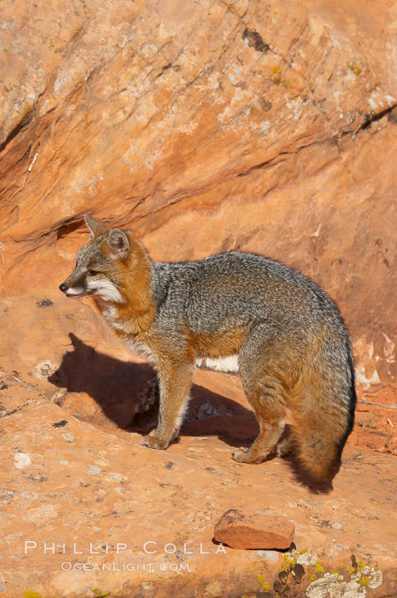 Gray fox.  Gray foxes are found in deciduous woodlands, but are occasionally seen in old fields foraging for fruits and insects. Gray foxes resemble small, gracile dogs with bushy tails. They are distinguished from most other canids by their grizzled upperparts, buff neck and black-tipped tail., Urocyon cinereoargenteus, natural history stock photograph, photo id 12092