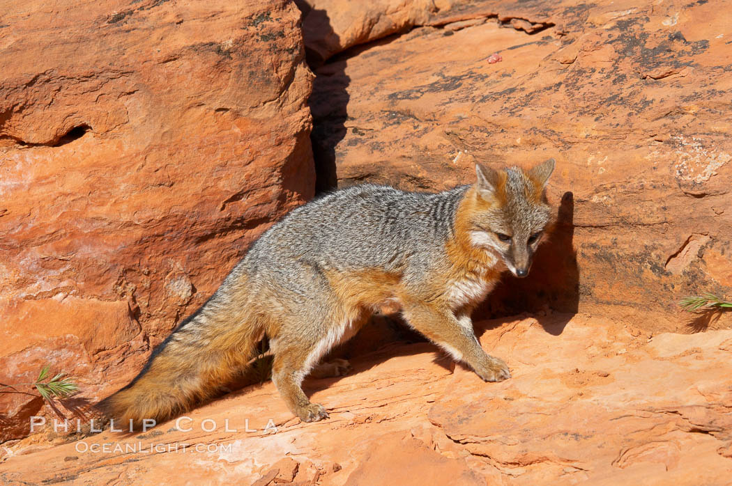 Gray fox.  Gray foxes are found in deciduous woodlands, but are occasionally seen in old fields foraging for fruits and insects. Gray foxes resemble small, gracile dogs with bushy tails. They are distinguished from most other canids by their grizzled upperparts, buff neck and black-tipped tail., Urocyon cinereoargenteus, natural history stock photograph, photo id 12104