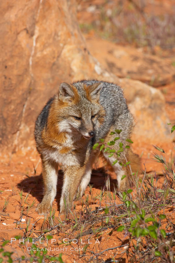 Gray fox.  Gray foxes are found in deciduous woodlands, but are occasionally seen in old fields foraging for fruits and insects. Gray foxes resemble small, gracile dogs with bushy tails. They are distinguished from most other canids by their grizzled upperparts, buff neck and black-tipped tail., Urocyon cinereoargenteus, natural history stock photograph, photo id 12095