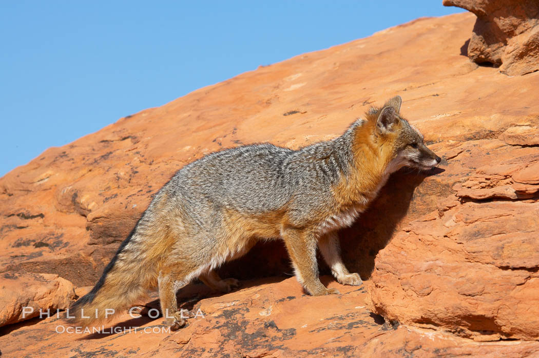 Gray fox.  Gray foxes are found in deciduous woodlands, but are occasionally seen in old fields foraging for fruits and insects. Gray foxes resemble small, gracile dogs with bushy tails. They are distinguished from most other canids by their grizzled upperparts, buff neck and black-tipped tail., Urocyon cinereoargenteus, natural history stock photograph, photo id 12101