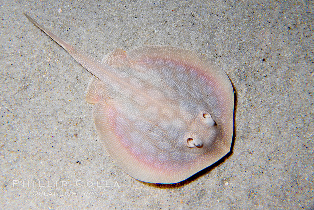 Round stingray, a common inhabitant of shallow sand flats., Urolophus halleri, natural history stock photograph, photo id 14479