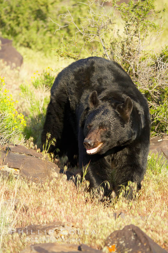 American black bear, adult male., Ursus americanus, natural history stock photograph, photo id 12262