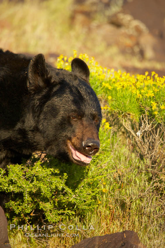 American black bear, adult male., Ursus americanus, natural history stock photograph, photo id 12270