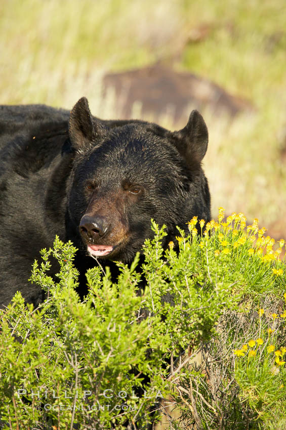 American black bear, adult male., Ursus americanus, natural history stock photograph, photo id 12252