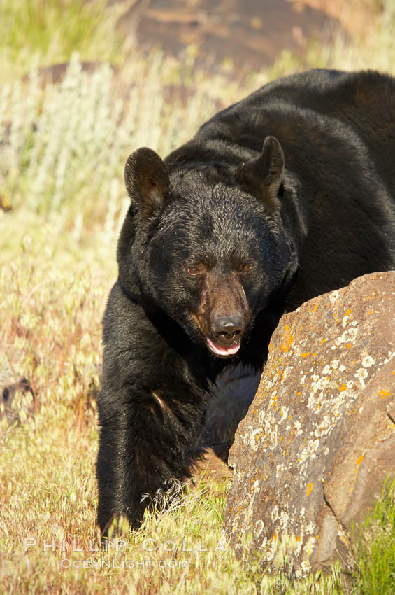 American black bear, adult male., Ursus americanus, natural history stock photograph, photo id 12239