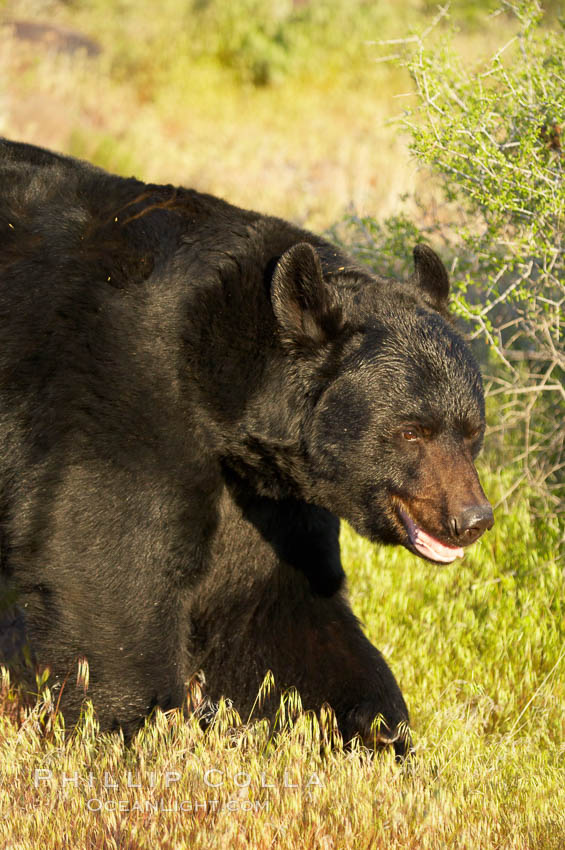American black bear, adult male., Ursus americanus, natural history stock photograph, photo id 12243