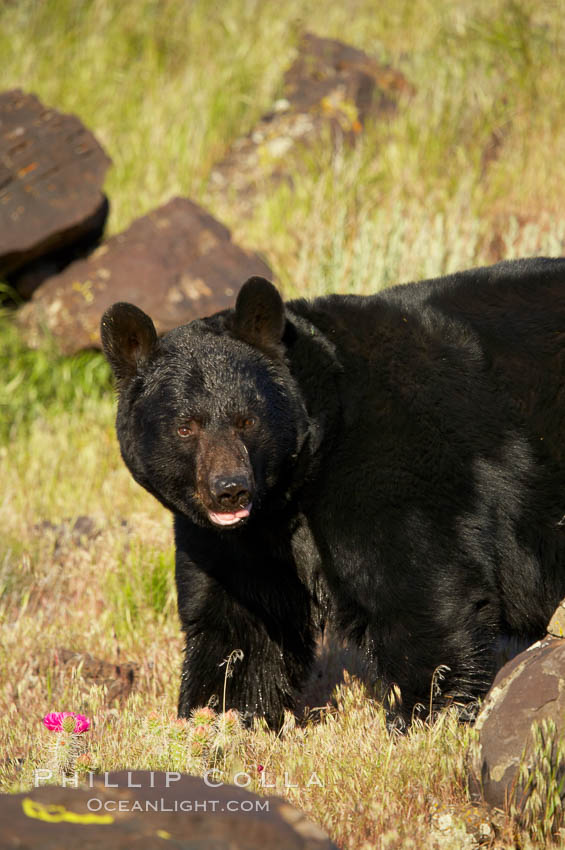 American black bear, adult male., Ursus americanus, natural history stock photograph, photo id 12267