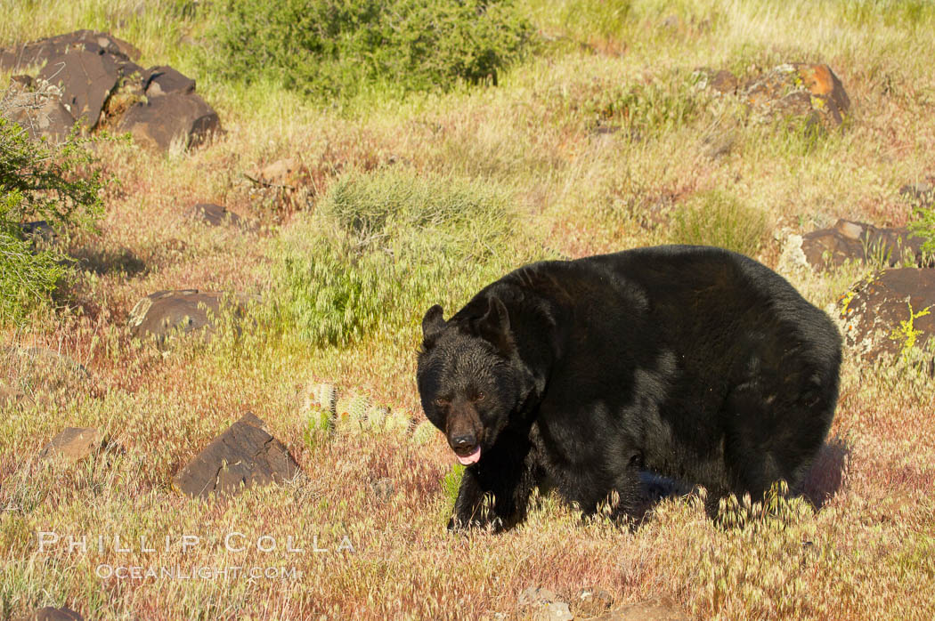American black bear, adult male., Ursus americanus, natural history stock photograph, photo id 12275