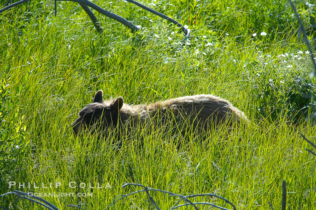 This black bear is wading through deep grass grazing on wild flowers.  Lamar Valley., Ursus americanus, natural history stock photograph, photo id 13107