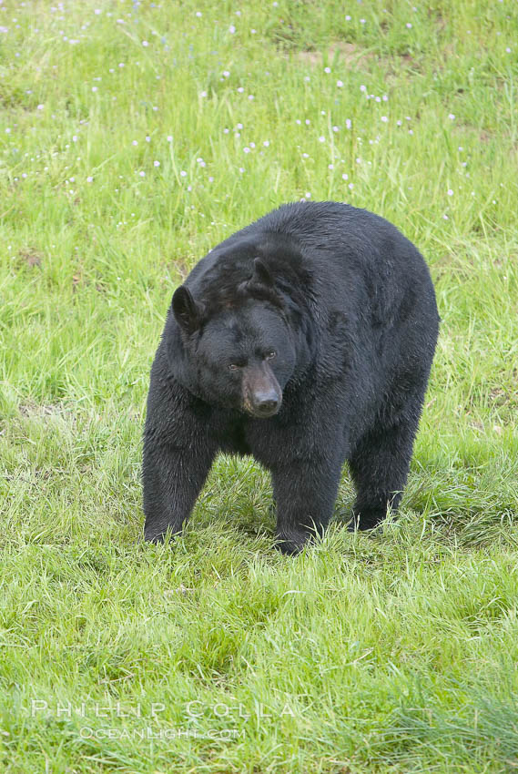 American black bear, adult male, Sierra Nevada foothills, Mariposa, California., Ursus americanus, natural history stock photograph, photo id 15983