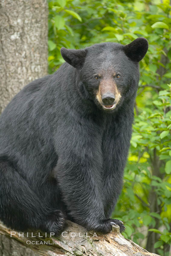 Black bear portrait.  American black bears range in color from deepest black to chocolate and cinnamon brown.  They prefer forested and meadow environments. This bear still has its thick, full winter coat, which will be shed soon with the approach of summer. Orr, Minnesota, USA, Ursus americanus, natural history stock photograph, photo id 18758