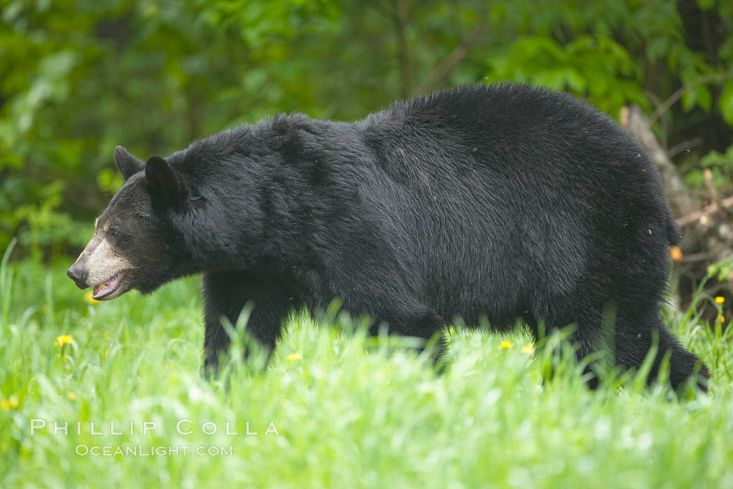 American black bear in grassy meadow. Orr, Minnesota, USA, Ursus americanus, natural history stock photograph, photo id 18766