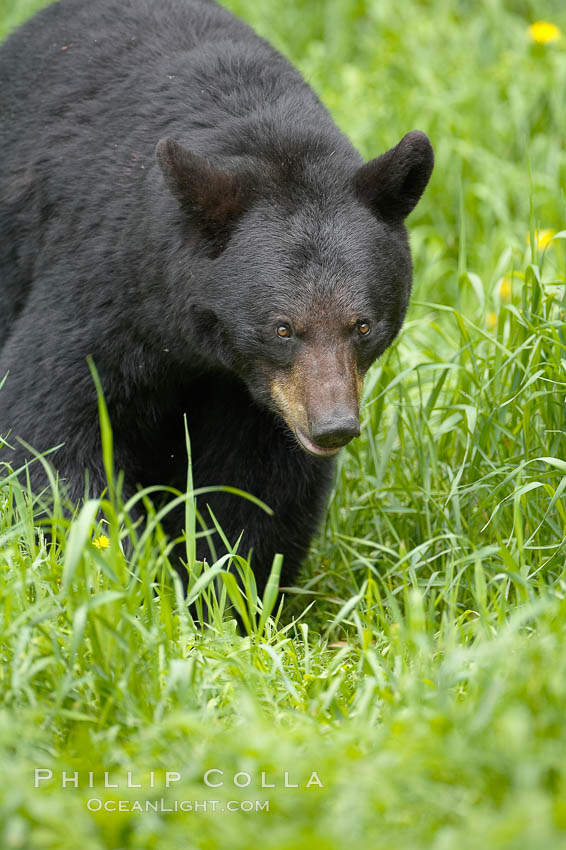 Black bear walking in a grassy meadow.  Black bears can live 25 years or more, and range in color from deepest black to chocolate and cinnamon brown.  Adult males typically weigh up to 600 pounds.  Adult females weight up to 400 pounds and reach sexual maturity at 3 or 4 years of age.  Adults stand about 3' tall at the shoulder. Orr, Minnesota, USA, Ursus americanus, natural history stock photograph, photo id 18770