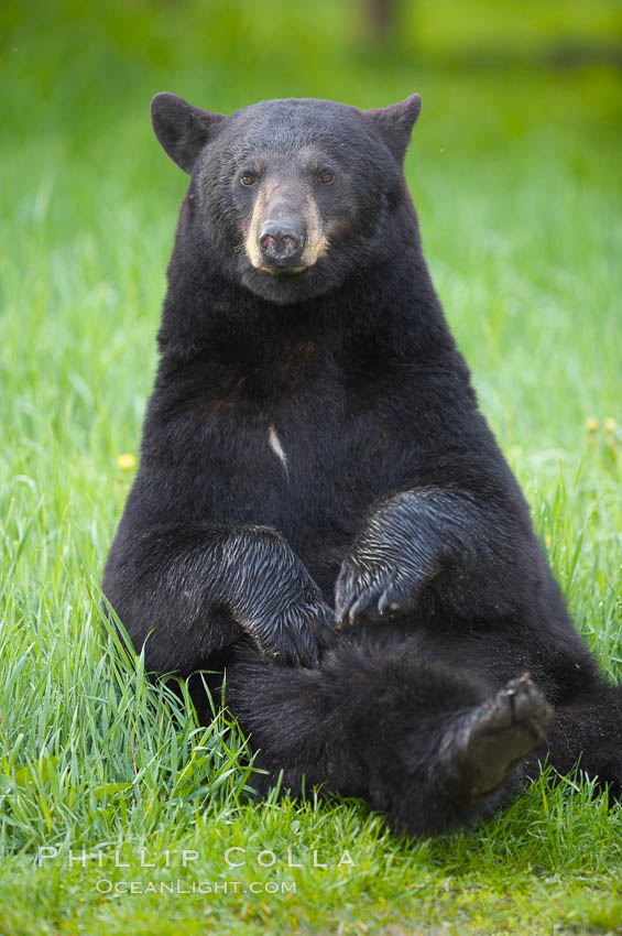 Black bear portrait sitting in long grass.  This bear still has its thick, full winter coat, which will be shed soon with the approach of summer.  Black bears are omnivores and will find several foods to their liking in meadows, including grasses, herbs, fruits, and insects. Orr, Minnesota, USA, Ursus americanus, natural history stock photograph, photo id 18778