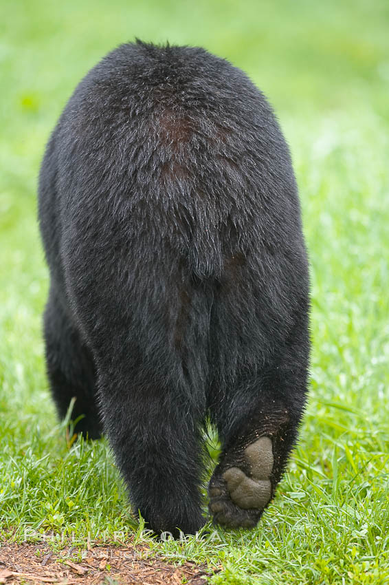 Tail and hind end of an American black bear. Orr, Minnesota, USA, Ursus americanus, natural history stock photograph, photo id 18798