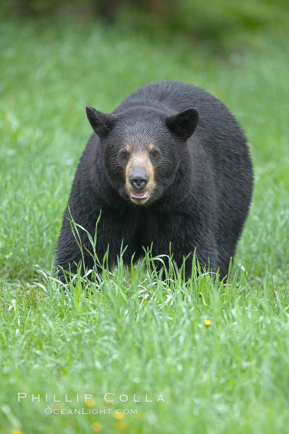 Black bear walking in a grassy meadow.  Black bears can live 25 years or more, and range in color from deepest black to chocolate and cinnamon brown.  Adult males typically weigh up to 600 pounds.  Adult females weight up to 400 pounds and reach sexual maturity at 3 or 4 years of age.  Adults stand about 3' tall at the shoulder. Orr, Minnesota, USA, Ursus americanus, natural history stock photograph, photo id 18806