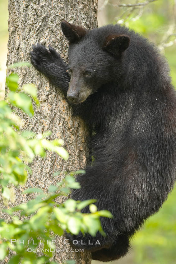 Black bears are expert tree climbers, and are often seen leaning on trees or climbing a little ways up simply to get a better look around their surroundings. Orr, Minnesota, USA, Ursus americanus, natural history stock photograph, photo id 18810