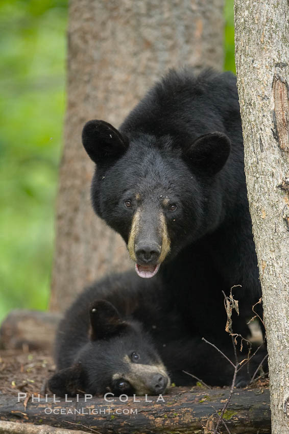 American black bear, mother and cub. Orr, Minnesota, USA, Ursus americanus, natural history stock photograph, photo id 18814