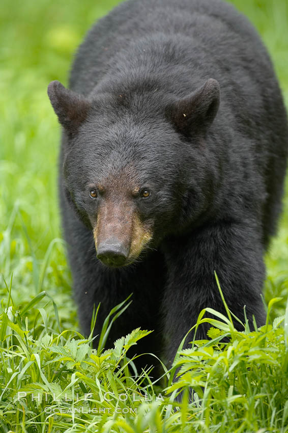 Black bear walking in a grassy meadow.  Black bears can live 25 years or more, and range in color from deepest black to chocolate and cinnamon brown.  Adult males typically weigh up to 600 pounds.  Adult females weight up to 400 pounds and reach sexual maturity at 3 or 4 years of age.  Adults stand about 3' tall at the shoulder. Orr, Minnesota, USA, Ursus americanus, natural history stock photograph, photo id 18818
