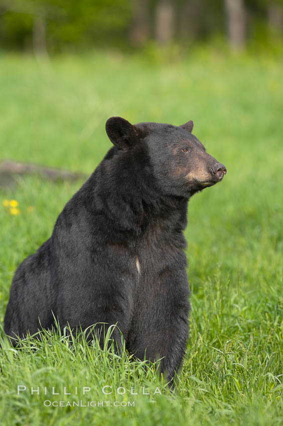 Black bear portrait sitting in long grass.  This bear still has its thick, full winter coat, which will be shed soon with the approach of summer.  Black bears are omnivores and will find several foods to their liking in meadows, including grasses, herbs, fruits, and insects. Orr, Minnesota, USA, Ursus americanus, natural history stock photograph, photo id 18764