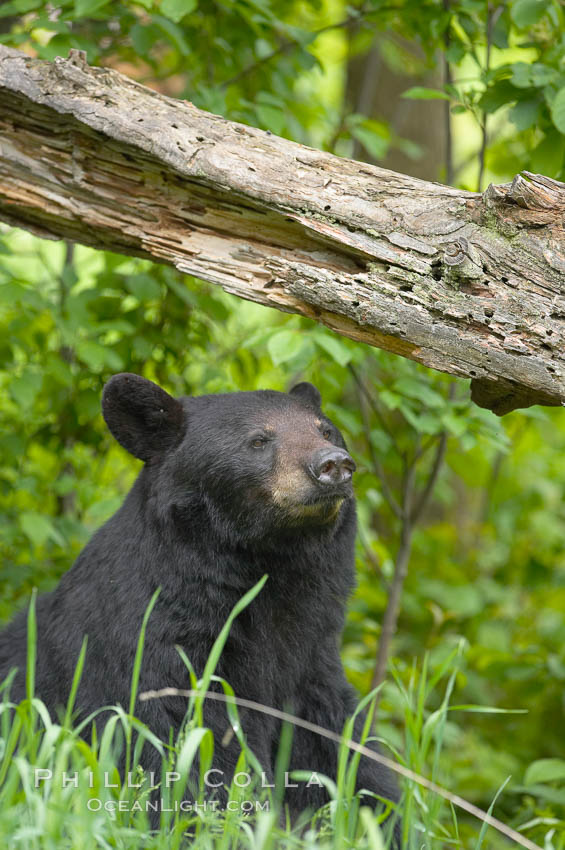 Black bear walking in a forest.  Black bears can live 25 years or more, and range in color from deepest black to chocolate and cinnamon brown.  Adult males typically weigh up to 600 pounds.  Adult females weight up to 400 pounds and reach sexual maturity at 3 or 4 years of age.  Adults stand about 3' tall at the shoulder. Orr, Minnesota, USA, Ursus americanus, natural history stock photograph, photo id 18768