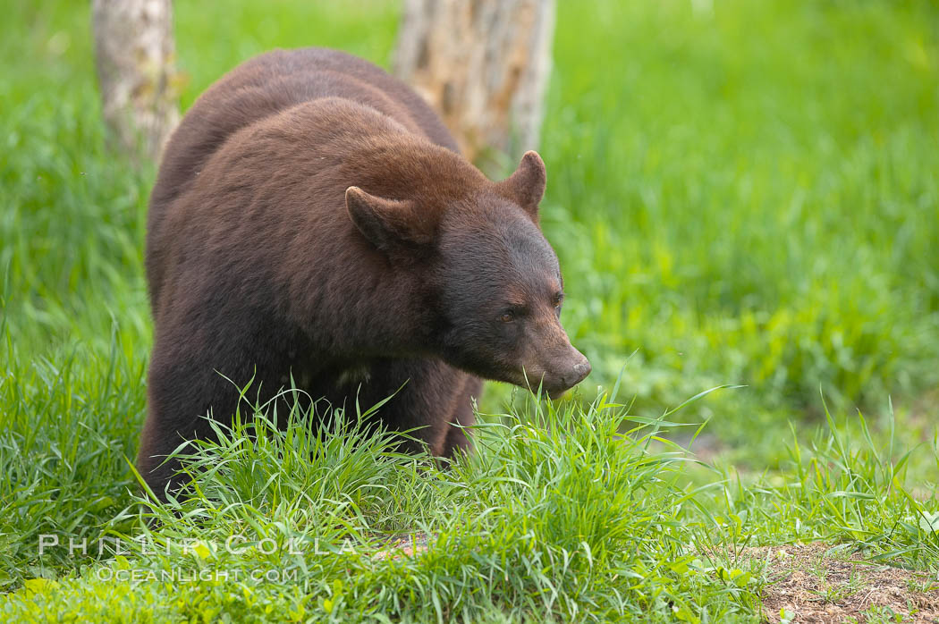 Black bear walking in a grassy meadow.  Black bears can live 25 years or more, and range in color from deepest black to chocolate and cinnamon brown.  Adult males typically weigh up to 600 pounds.  Adult females weight up to 400 pounds and reach sexual maturity at 3 or 4 years of age.  Adults stand about 3' tall at the shoulder. Orr, Minnesota, USA, Ursus americanus, natural history stock photograph, photo id 18788