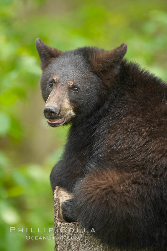 Black bear yearling sits on a stumb in a northern Minnesota forest. Orr, USA, Ursus americanus, natural history stock photograph, photo id 18800