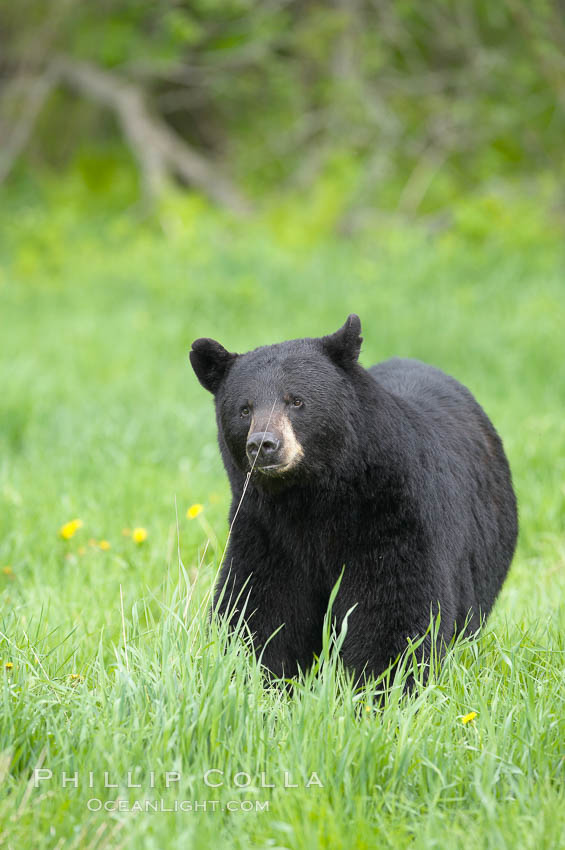 Black bear walking in a grassy meadow.  Black bears can live 25 years or more, and range in color from deepest black to chocolate and cinnamon brown.  Adult males typically weigh up to 600 pounds.  Adult females weight up to 400 pounds and reach sexual maturity at 3 or 4 years of age.  Adults stand about 3' tall at the shoulder. Orr, Minnesota, USA, Ursus americanus, natural history stock photograph, photo id 18804