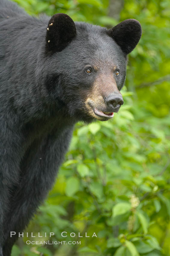 Black bear portrait.  American black bears range in color from deepest black to chocolate and cinnamon brown.  They prefer forested and meadow environments. This bear still has its thick, full winter coat, which will be shed soon with the approach of summer. Orr, Minnesota, USA, Ursus americanus, natural history stock photograph, photo id 18812