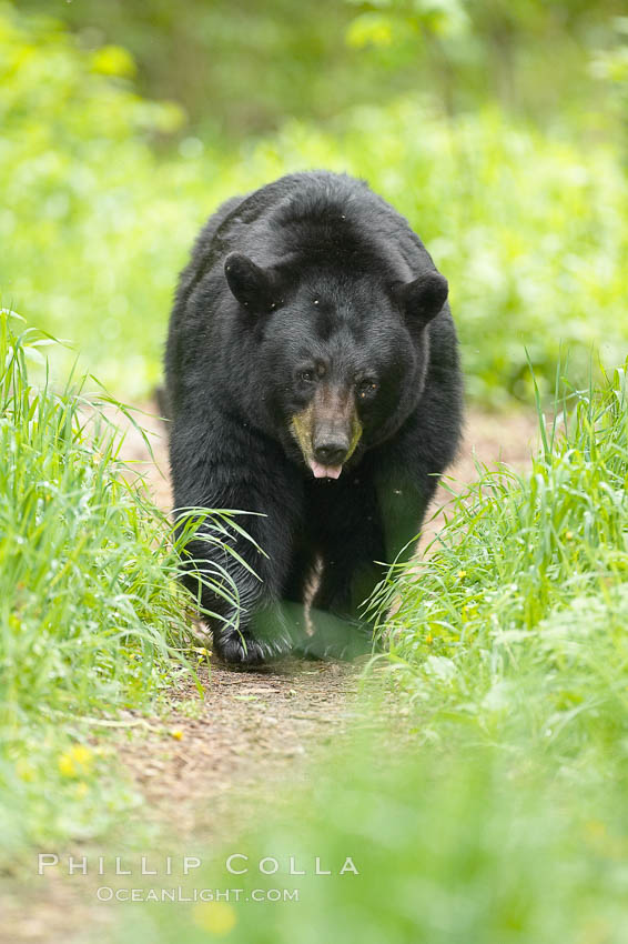 Black bear walking in a grassy meadow.  Black bears can live 25 years or more, and range in color from deepest black to chocolate and cinnamon brown.  Adult males typically weigh up to 600 pounds.  Adult females weight up to 400 pounds and reach sexual maturity at 3 or 4 years of age.  Adults stand about 3' tall at the shoulder. Orr, Minnesota, USA, Ursus americanus, natural history stock photograph, photo id 18816