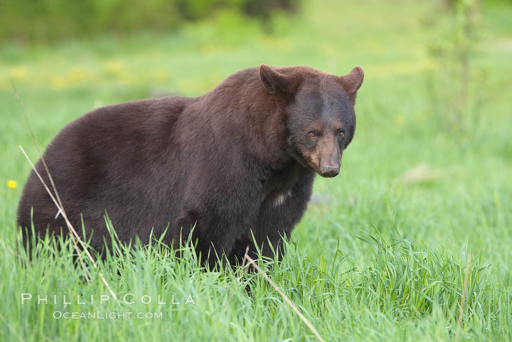 Black bear portrait sitting in long grass.  This bear still has its thick, full winter coat, which will be shed soon with the approach of summer.  Black bears are omnivores and will find several foods to their liking in meadows, including grasses, herbs, fruits, and insects. Orr, Minnesota, USA, Ursus americanus, natural history stock photograph, photo id 18763