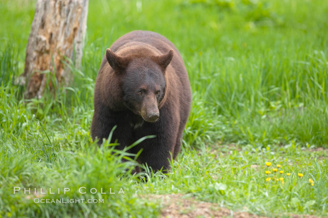 Black bear walking in a grassy meadow.  Black bears can live 25 years or more, and range in color from deepest black to chocolate and cinnamon brown.  Adult males typically weigh up to 600 pounds.  Adult females weight up to 400 pounds and reach sexual maturity at 3 or 4 years of age.  Adults stand about 3' tall at the shoulder. Orr, Minnesota, USA, Ursus americanus, natural history stock photograph, photo id 18771