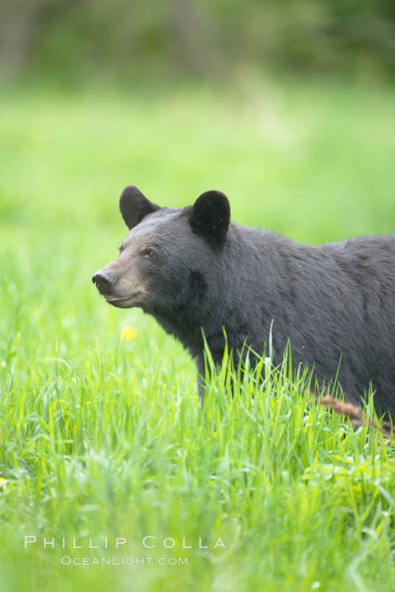 Black bear portrait.  American black bears range in color from deepest black to chocolate and cinnamon brown.  They prefer forested and meadow environments. This bear still has its thick, full winter coat, which will be shed soon with the approach of summer. Orr, Minnesota, USA, Ursus americanus, natural history stock photograph, photo id 18783