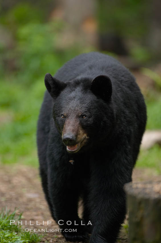 Black bear walking in a forest.  Black bears can live 25 years or more, and range in color from deepest black to chocolate and cinnamon brown.  Adult males typically weigh up to 600 pounds.  Adult females weight up to 400 pounds and reach sexual maturity at 3 or 4 years of age.  Adults stand about 3' tall at the shoulder. Orr, Minnesota, USA, Ursus americanus, natural history stock photograph, photo id 18807