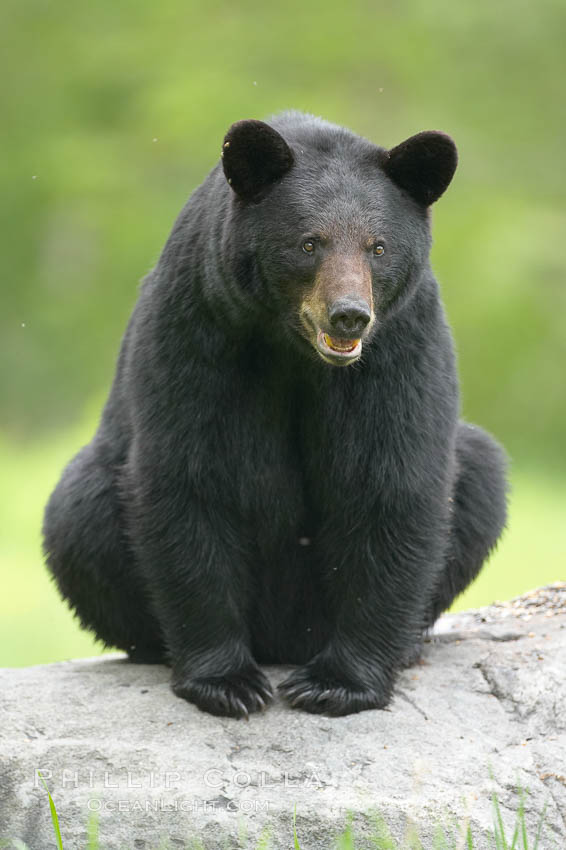 Black bear on granite rock.   This bear still has its thick, full winter coat, which will be shed soon with the approach of summer. Orr, Minnesota, USA, Ursus americanus, natural history stock photograph, photo id 18811