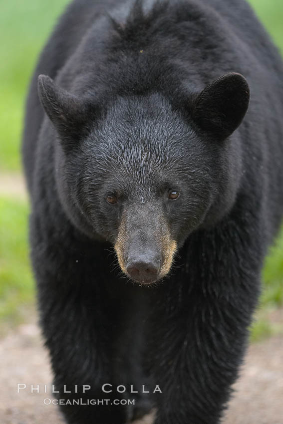 Black bear walking in a grassy meadow.  Black bears can live 25 years or more, and range in color from deepest black to chocolate and cinnamon brown.  Adult males typically weigh up to 600 pounds.  Adult females weight up to 400 pounds and reach sexual maturity at 3 or 4 years of age.  Adults stand about 3' tall at the shoulder. Orr, Minnesota, USA, Ursus americanus, natural history stock photograph, photo id 18815