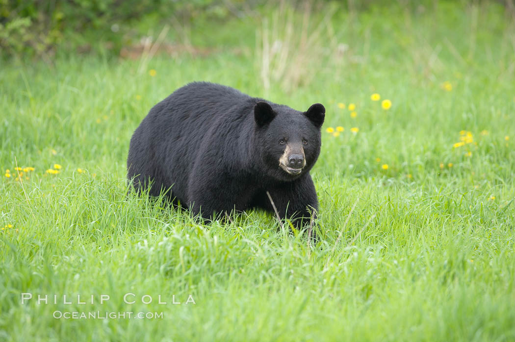 Black bear walking in a grassy meadow.  Black bears can live 25 years or more, and range in color from deepest black to chocolate and cinnamon brown.  Adult males typically weigh up to 600 pounds.  Adult females weight up to 400 pounds and reach sexual maturity at 3 or 4 years of age.  Adults stand about 3' tall at the shoulder. Orr, Minnesota, USA, Ursus americanus, natural history stock photograph, photo id 18765