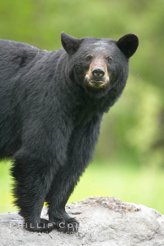 Black bear on granite rock.   This bear still has its thick, full winter coat, which will be shed soon with the approach of summer. Orr, Minnesota, USA, Ursus americanus, natural history stock photograph, photo id 18777