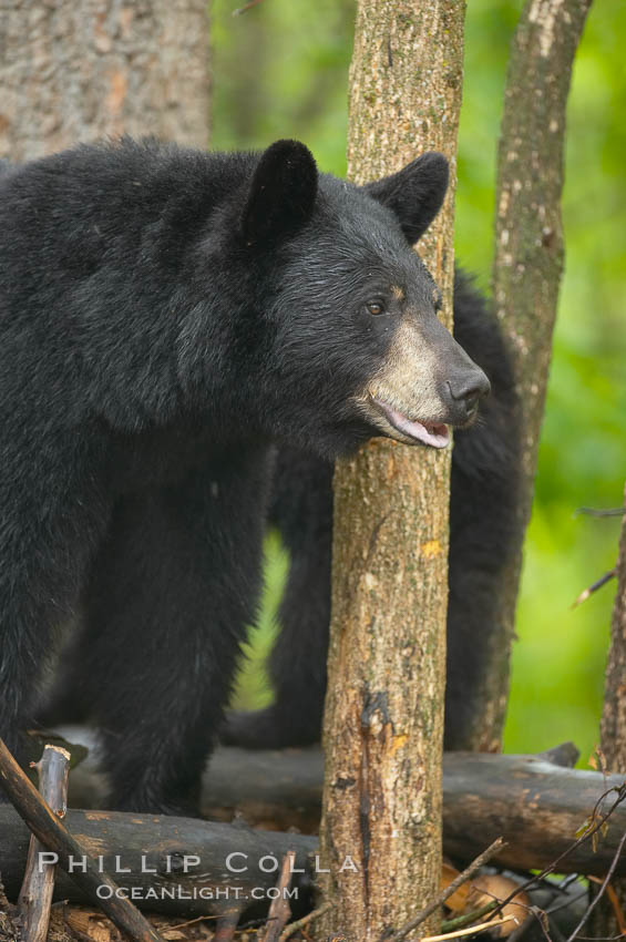 Black bear walking in a forest.  Black bears can live 25 years or more, and range in color from deepest black to chocolate and cinnamon brown.  Adult males typically weigh up to 600 pounds.  Adult females weight up to 400 pounds and reach sexual maturity at 3 or 4 years of age.  Adults stand about 3' tall at the shoulder. Orr, Minnesota, USA, Ursus americanus, natural history stock photograph, photo id 18781