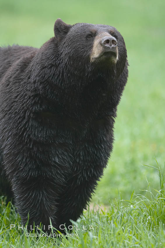 Black bear portrait.  American black bears range in color from deepest black to chocolate and cinnamon brown.  They prefer forested and meadow environments. This bear still has its thick, full winter coat, which will be shed soon with the approach of summer. Orr, Minnesota, USA, Ursus americanus, natural history stock photograph, photo id 18797