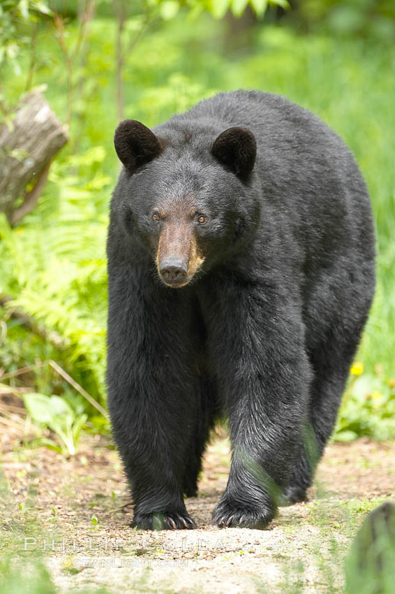 Black bear walking in a forest.  Black bears can live 25 years or more, and range in color from deepest black to chocolate and cinnamon brown.  Adult males typically weigh up to 600 pounds.  Adult females weight up to 400 pounds and reach sexual maturity at 3 or 4 years of age.  Adults stand about 3' tall at the shoulder. Orr, Minnesota, USA, Ursus americanus, natural history stock photograph, photo id 18801