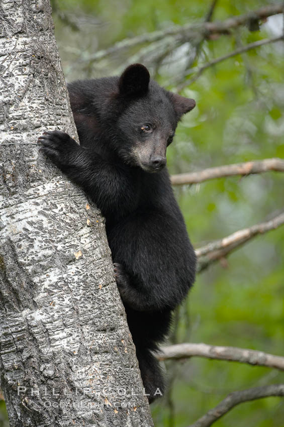 Black bear in a tree.  Black bears are expert tree climbers and will ascend trees if they sense danger or the approach of larger bears, to seek a place to rest, or to get a view of their surroundings. Orr, Minnesota, USA, Ursus americanus, natural history stock photograph, photo id 18805