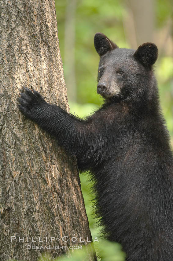 Black bears are expert tree climbers, and are often seen leaning on trees or climbing a little ways up simply to get a better look around their surroundings. Orr, Minnesota, USA, Ursus americanus, natural history stock photograph, photo id 18809