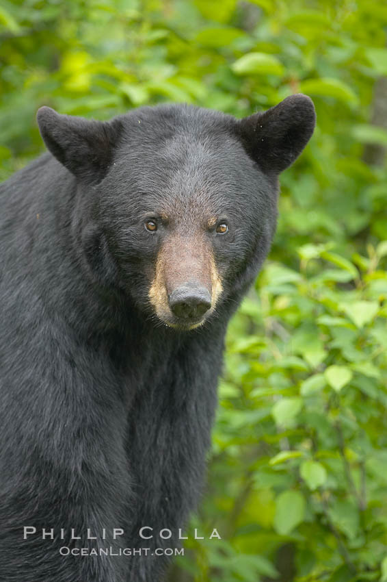 Black bear portrait.  American black bears range in color from deepest black to chocolate and cinnamon brown.  They prefer forested and meadow environments. This bear still has its thick, full winter coat, which will be shed soon with the approach of summer. Orr, Minnesota, USA, Ursus americanus, natural history stock photograph, photo id 18813